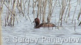 Video of Ferruginous Duck - Ferruginous Duck in early spring in shabla lake